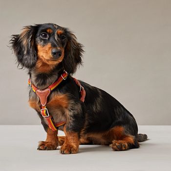 Hermes Rocabar Dog Harness 