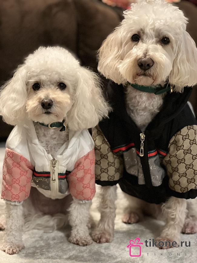 Gucci Pet Clothes 03 - 1