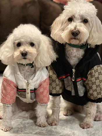 Gucci Pet Clothes 03