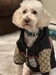 Gucci Pet Clothes 03 - 2