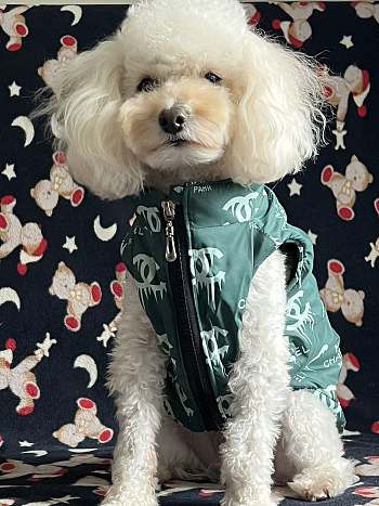 Chanel Pet Clothes 01