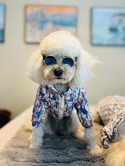 Dior Pet Clothes - 4