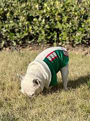 Gucci Pet Clothes 18 - 3