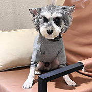 Prada Pet Clothes 05 - 4