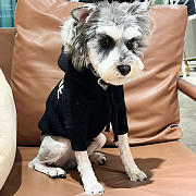 Celine Pet Clothes 01 - 4