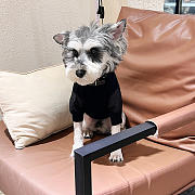 Prada Pet Clothes 06 - 2