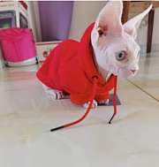 Chanel Pet Hoodies - 3