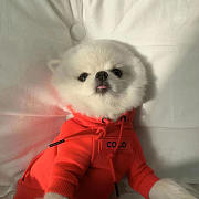 Chanel Pet Hoodies - 2