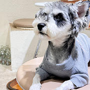 Dior Pet Clothes 06 - 2